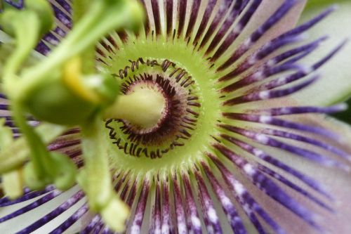 close up flower nature