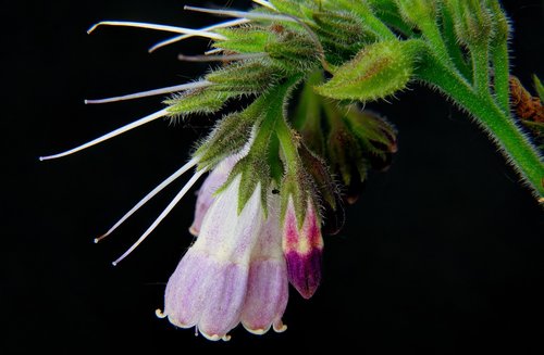 close up  macro  flower