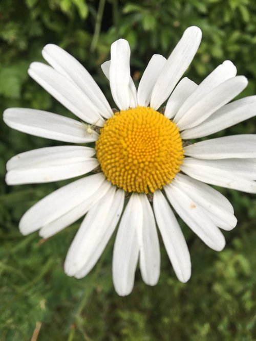 close up  daisy  yellow