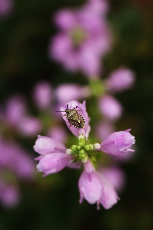 close-up  plant  insect