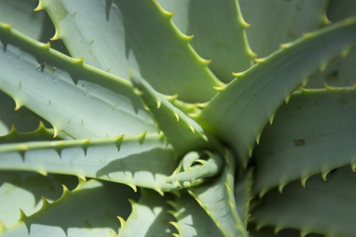 close up  aloe vera  plant