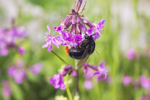 close up  summer  pollination