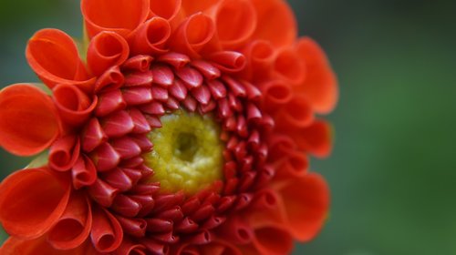 close up  flower  nature