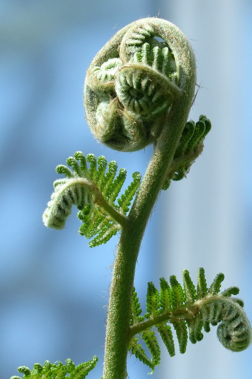 close up  fern  bud