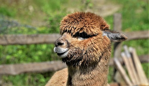 close up  alpaca  brown