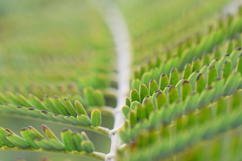 close up  leaves  nature