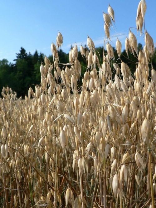 close-up oats field