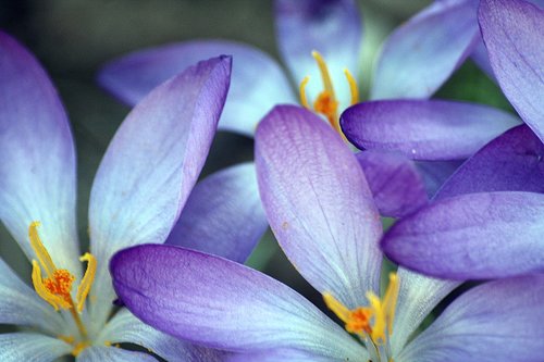 close up  crocus  blossom