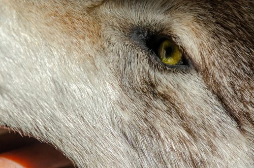 close up  eyes  wolf