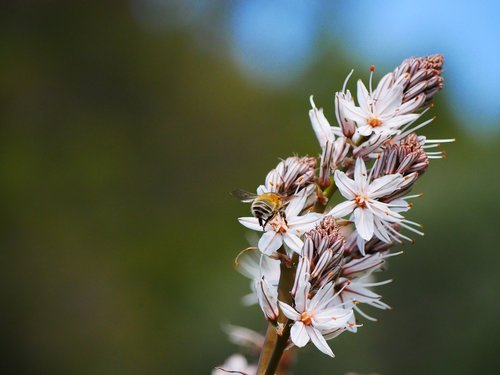 close up  blossom  bloom