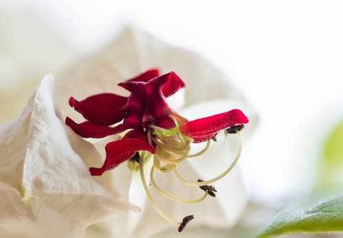 close up  blossom  bloom