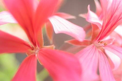 close up  detail  blossom