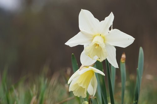 close up  flower  white