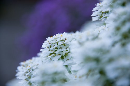 close up  flower  garden
