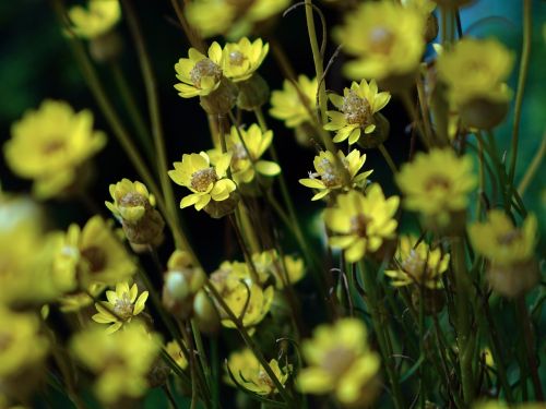 close-up floral plants