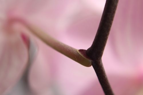 close up close flower stem