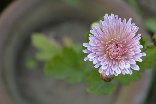 close up flower flower pink flower