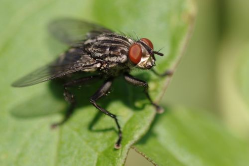 Close-up Of A Fly