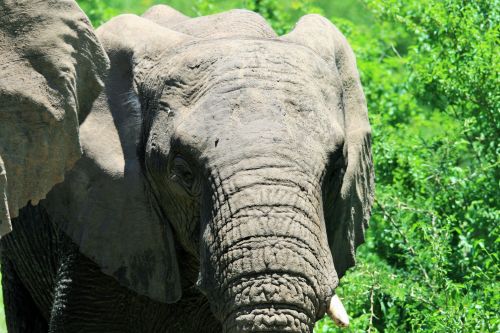 Close Up Of African Elephant