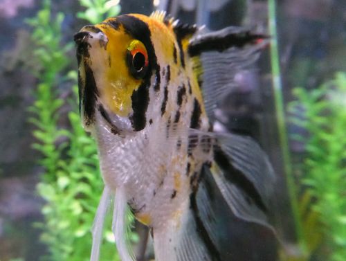 Close-up Of An Angel Fish