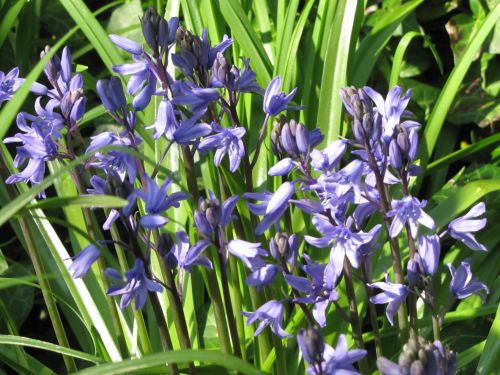 Close-up Of Bluebells