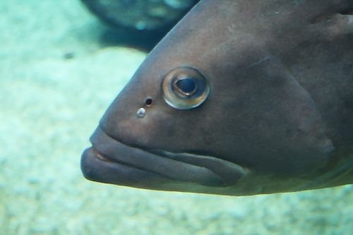Close Up Of Fish Head And Eye