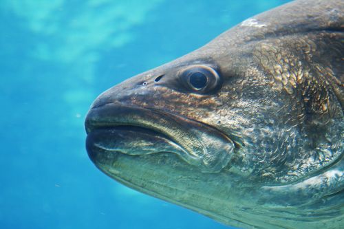 Close Up Of Fish In An Aquarium