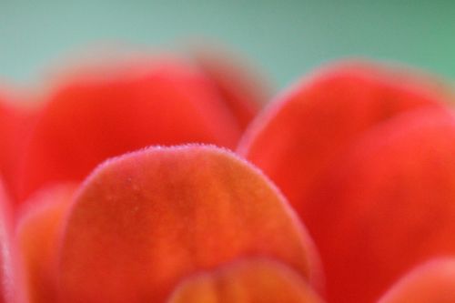 close up of flower petals macro flower