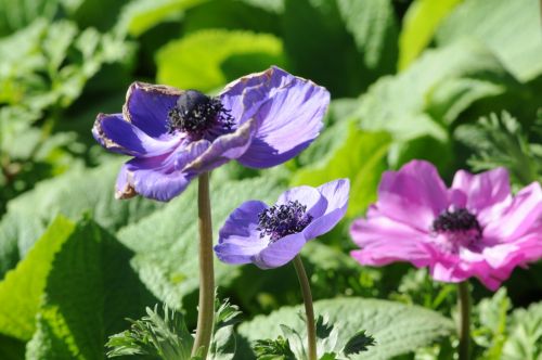 Close-up Of Purple And Pink Flowers