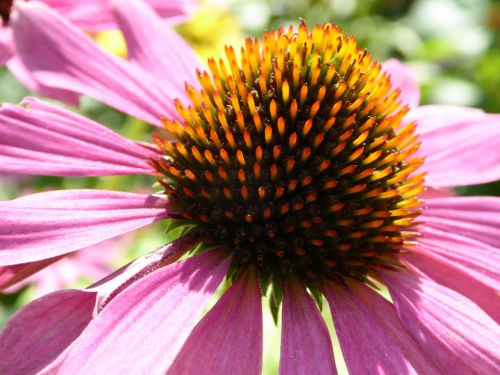 Close-up Of Purple Flower