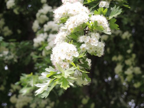 Close Up Of Spring Flowers