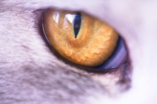 Close Up Of The Yellow Cat&#039;s Eye