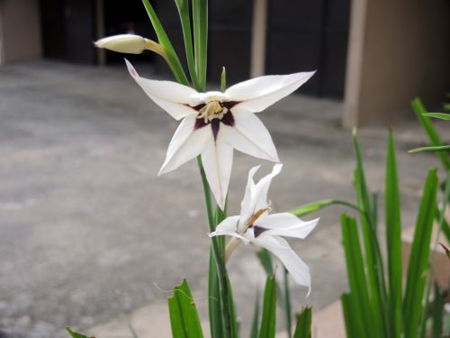 Close Up Of White Flower