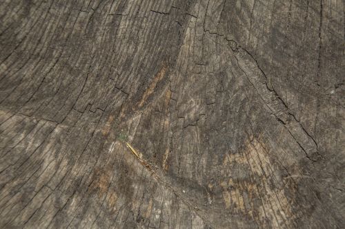 Close-up Old Wooden Cut Texture
