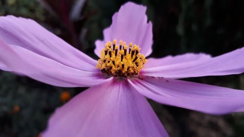 close up pink flower flower focus pink