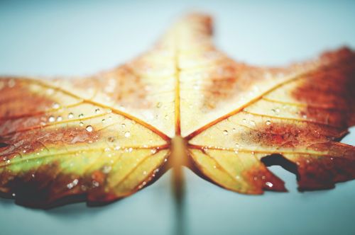 close-up view leaf macro photography