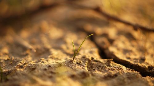 close-up view ground plant