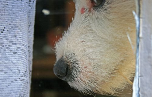 Close View Of Jack Russell Nose