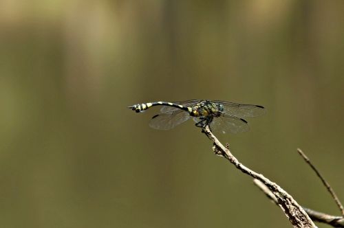 closeup fly park