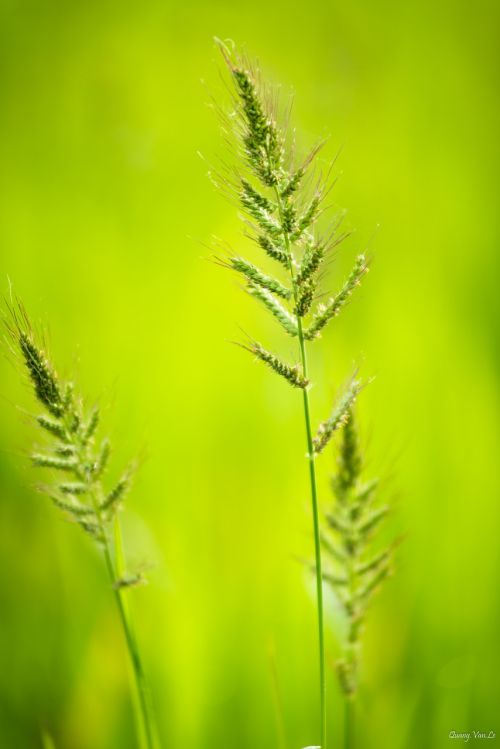 closeup nature vietnam