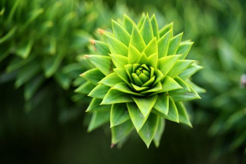 closeup close-up plant