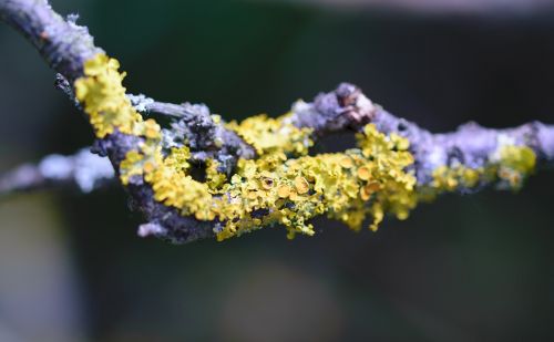 closeup tree lichen