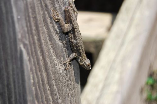 closeup lizard nature