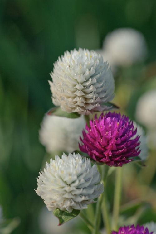 closeup decorative clover summer