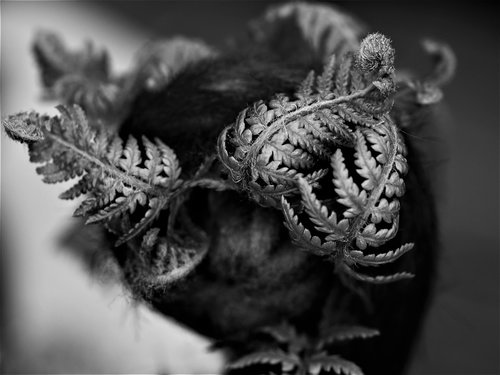 closeup  nature  fern