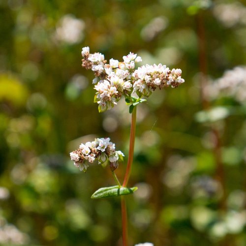 closeup  flower  buckwheat