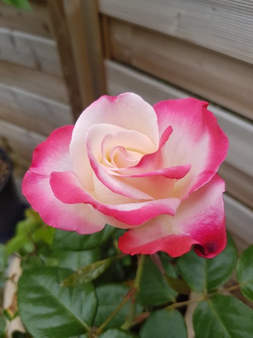 closeup  ros  flower