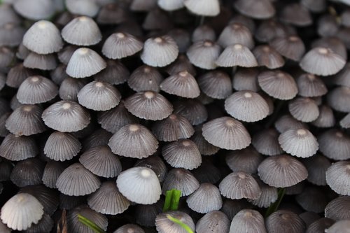 closeup  fungi  fungus