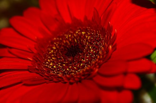 closeup  nature  flower