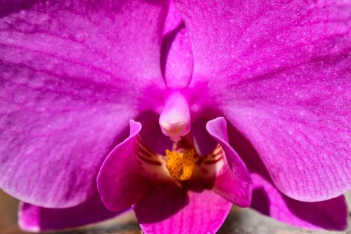 closeup  orchid  flower